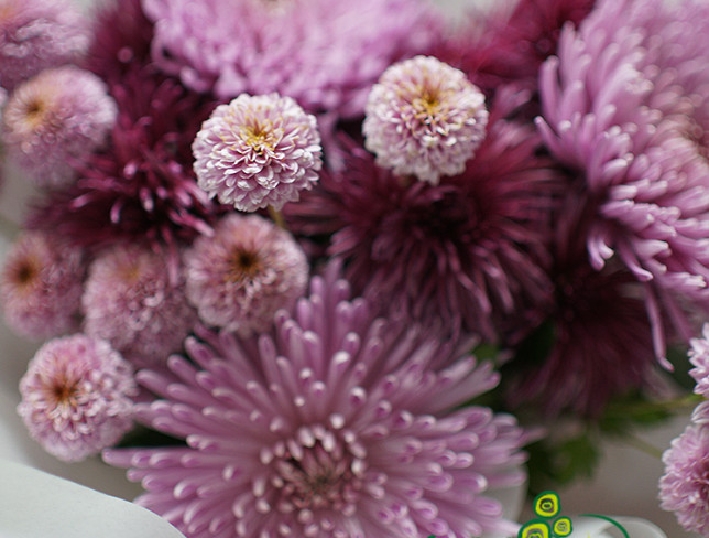 Bouquet of pink chrysanthemums photo